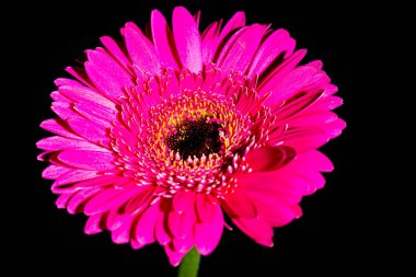 Güzel, pembe gerbera. Çiçeklerin makro fotoğrafları. Çiçek yapraklarının yakın çekim. Siyah bir arka plan üzerinde çiçek. İzole arka plan. Pullar ve krakerler. Bahçede yaz. Kesme çiçekler, bir vazo için Bitkiler.