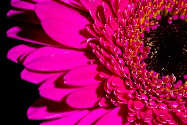 Bellissima Gerbera Rosa Macro Foto Fiori Primo Piano Petali Fiore — Foto Stock