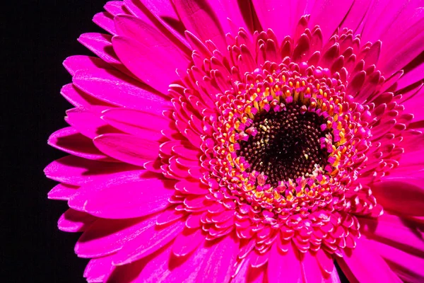 Hermosa Gerbera Rosa Macro Fotos Flores Primer Plano Pétalos Flores — Foto de Stock