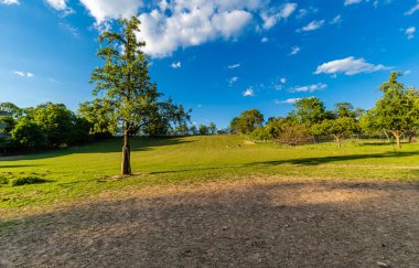 Yokuşta yapayalnız yeşil ağaç. Kırsalda yaz mevsimi. Çiçekli otlar ve bitkiler. Mavi gökyüzü. Rahatlamak için mükemmel bir yer. Temiz hava..