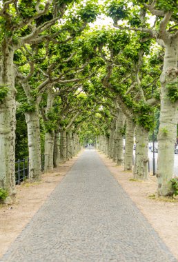 Ağaçlı sokak. Rahatlatıcı bir yürüyüş. Kaldırımın kenarındaki uçak ağaçları. Dallar dikilmiş. Gölgede bir yürüyüş. Güneş koruması.