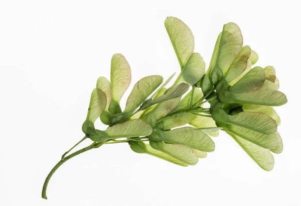 Esdoornzaad Voortplanting Van Bomen Planten Stalken Foto Een Witte Achtergrond — Stockfoto