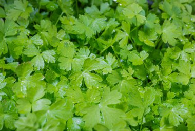 Genç maydanoz. Ev yapımı sebzeler. Diyetteki sebzeler. Yapraklara su damlatıyor. Yeşil ve sağlıklı. Kokteyl ve salata için. Bitkisel baharatlar.