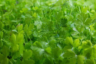 Genç maydanoz. Ev yapımı sebzeler. Diyetteki sebzeler. Yapraklara su damlatıyor. Yeşil ve sağlıklı. Kokteyl ve salata için. Bitkisel baharatlar.