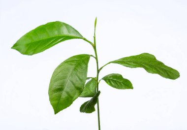 Beyaz arka planda Benjamin Figuus. Genç fidan. Bitkilerin yerli yetiştirilmesi. Dekoratif saksı çiçekleri. Arka plandan izole edilmiş. Bonsiai için mükemmel bir ağaç..