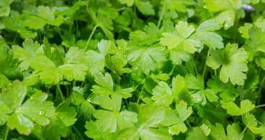 Genç maydanoz. Ev yapımı sebzeler. Diyetteki sebzeler. Yapraklara su damlatıyor. Yeşil ve sağlıklı. Kokteyl ve salata için. Bitkisel baharatlar.