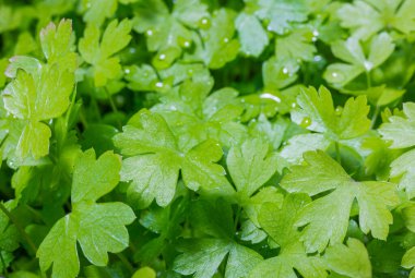 Genç maydanoz. Ev yapımı sebzeler. Diyetteki sebzeler. Yapraklara su damlatıyor. Yeşil ve sağlıklı. Kokteyl ve salata için. Bitkisel baharatlar.