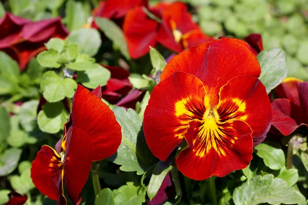 Панзи - это удивительный цветок, и его цветовое сочетание великолепно. Виола трехцветная var. гортензия. Виола Виттьянна (Панси). Многоцветные цветочные пансионы . — стоковое фото