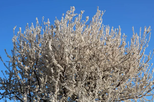 Schöne Nahaufnahme Frühling blühenden Pflaumenbaum im Frühling. Selektiver Fokus. — Stockfoto