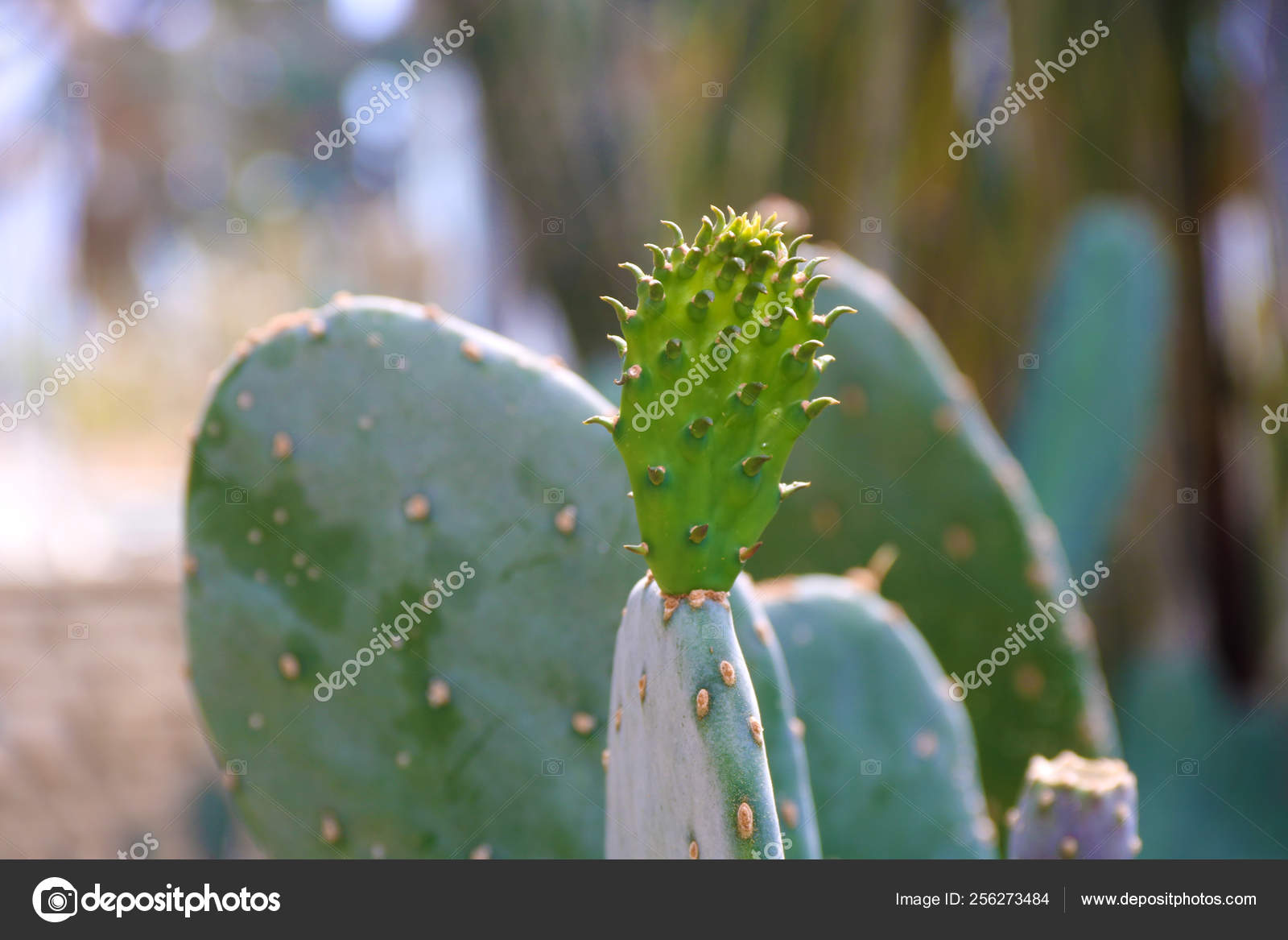 Stockfotos Kaktus mit stacheln Bilder, Stockfotografie Kaktus mit ...