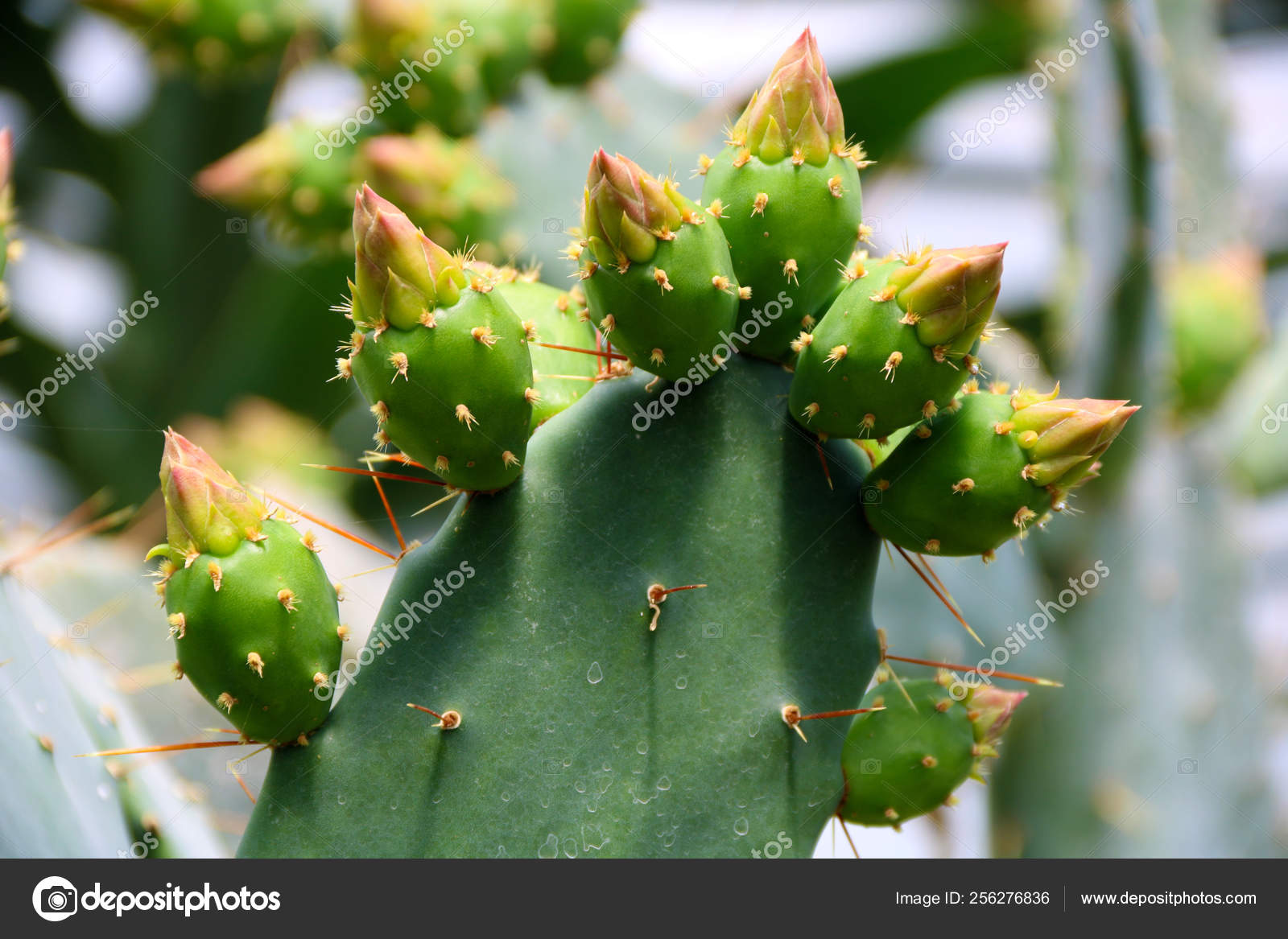 Stockfotos Kaktus mit stacheln Bilder, Stockfotografie Kaktus mit ...
