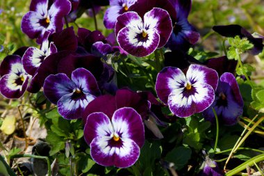 Pansy inanılmaz bir çiçek ve renk kombinasyonu harika. Viola Tricolor var. hortensis. Viola Wittrockianna (Pansy). güzel çok renkli çiçekler pansies.