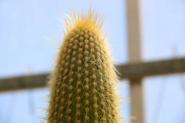 Uzun diken ile pot yeşil Cactus sivri bir parçası, iğneler ve derin kaburgalar gösteren büyük kaktüs bitki detay, kaktüs dikenler.