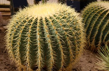 Altın varil kaktüs (Echinocactus Grusonii) (Echinocactus) görüntü çekim. Yorgan ve dikenli kaktüs dikenler.