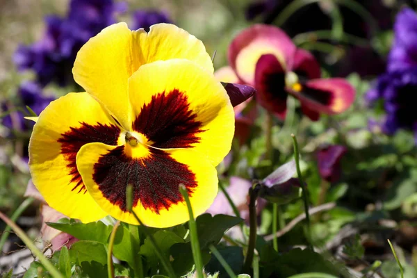 Il pansy è un fiore stupefacente e la relativa combinazione di colore è grande. Viola tricolor var. Hortensis. Viola Wittrockianna (Pansy). Bellissimi fiori multicolori margherite . — Foto Stock