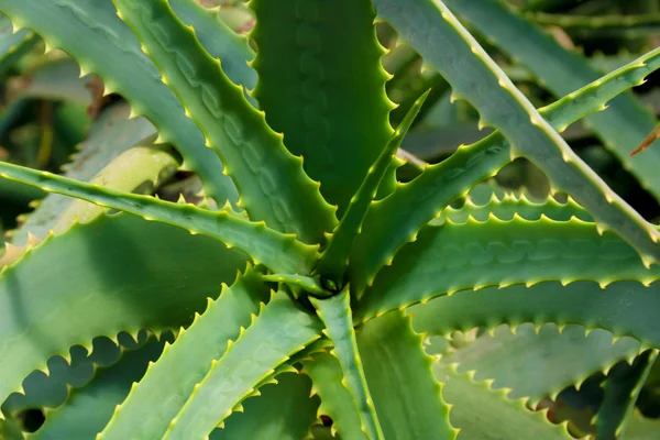 Frisch wachsende Aloe Vera Pflanze Blatt mit Details, Textur aus nächster Nähe. Ansicht von oben, — Stockfoto