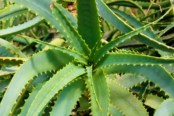 Detayları ile taze büyüyen Aloe Vera bitki yaprağı, doku yakın. Üst görünüm, — Stok fotoğraf