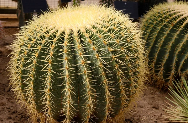 Imagen de primer plano del cactus de barril dorado (echinocactus grusonii) (Echinocactus). Plantas y espinas espinosas de cactus . —  Fotos de Stock