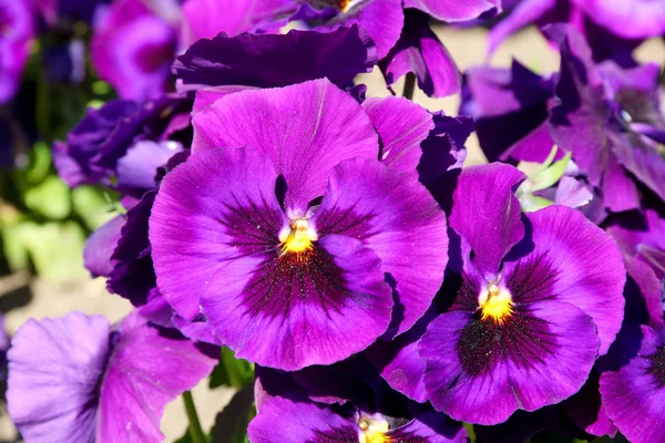 Il pansy è un fiore stupefacente e la relativa combinazione di colore è grande. Viola tricolor var. Hortensis. Viola Wittrockianna (Pansy). Bellissimi fiori multicolori margherite . — Foto Stock