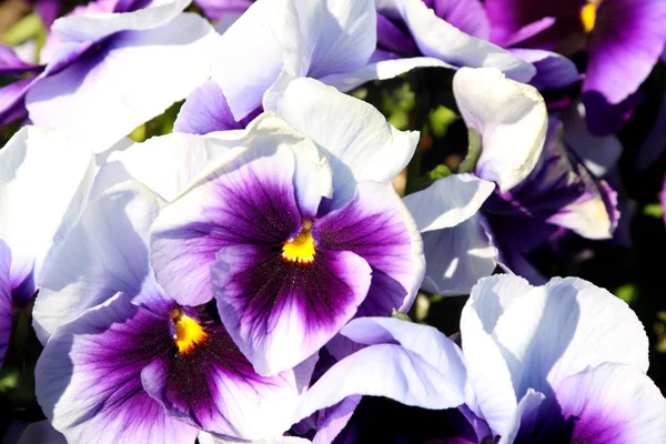 Pansy is a amazing flower and its colour combination is great. Viola tricolor var. hortensis. Viola Wittrockianna (Pansy). beautiful multi-colored flowers pansies. — Stock Photo, Image