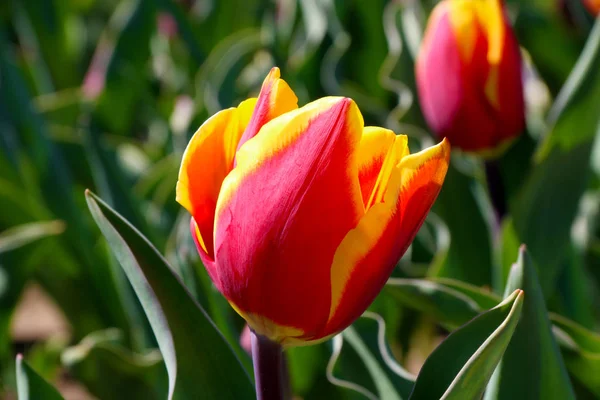 Campo de tulipas vermelho, violeta, branco, amarelo, roxo, azul rosa cores, protetor de tela ou papel de parede. Flores de tulipa coloridas florescendo no jardim como fundo floral — Fotografia de Stock