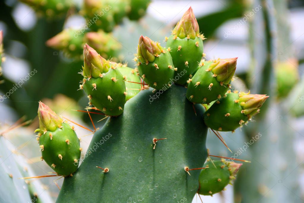 Cactus Opuntia Leucotricha Plant With Spines Close Up Green Plant Cactus With Spines And Dried Flowers Indian Fig Opuntia Barbary Fig Cactus Pear Spineless Cactus Prickly Pear 256276836 Larastock