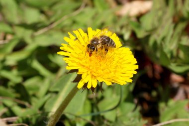 Çayırda bal arısı ile sarı çiçek karahindiba Taraxacum. Yeşil çimen çayırları arka planda parlak çiçekler karahindiba.