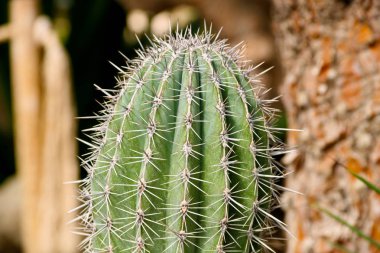 Uzun diken ile pot yeşil Cactus sivri bir parçası, iğneler ve derin kaburgalar gösteren büyük kaktüs bitki detay, kaktüs dikenler.