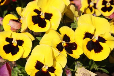 Pansy inanılmaz bir çiçek ve renk kombinasyonu harika. Viola Tricolor var. hortensis. Viola Wittrockianna (Pansy). güzel çok renkli çiçekler pansies.