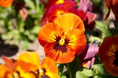 Pansy inanılmaz bir çiçek ve renk kombinasyonu harika. Viola Tricolor var. hortensis. Viola Wittrockianna (Pansy). güzel çok renkli çiçekler pansies.