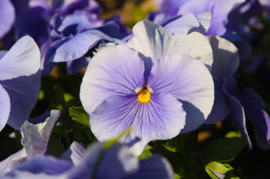 Pansy inanılmaz bir çiçek ve renk kombinasyonu harika. Viola Tricolor var. hortensis. Viola Wittrockianna (Pansy). güzel çok renkli çiçekler pansies.