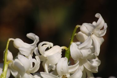 Beyaz hyacinthus orientalis bir bahçede. Sümbül-beyaz çiçekler ile ortak, Hollandalı veya bahçe sümbül
