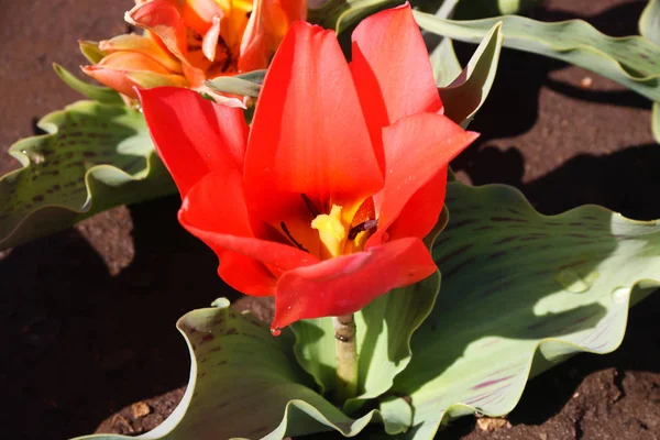 Поле тюльпанов красный, фиолетовый, белый, желтый, фиолетовый, синий розовый цвета, заставка или обои. Цветущие разноцветные цветы тюльпана в саду в качестве цветочного фона — стоковое фото