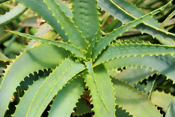 Foglia di aloe vera fresca in crescita con dettagli, texture da vicino. Vista dall'alto , — Foto Stock