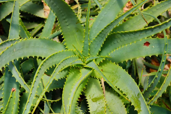 Fresh growing aloe vera plant leaf with details, texture close up. Top view, — Stock Photo, Image