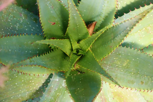 Fresh growing aloe vera plant leaf with details, texture close up. Top view, — Stock Photo, Image