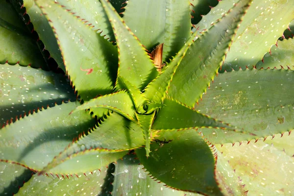 Fresh growing aloe vera plant leaf with details, texture close up. Top view, — Stock Photo, Image