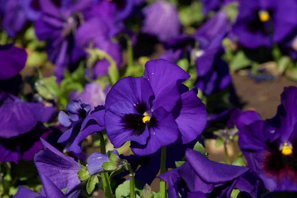 Il pansy è un fiore stupefacente e la relativa combinazione di colore è grande. Viola tricolor var. Hortensis. Viola Wittrockianna (Pansy). Bellissimi fiori multicolori margherite . — Foto Stock