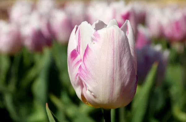 Pole tulipány červené, fialové, bílé, žluté, fialové, modré růžové barvy, spořič obrazovky nebo tapeta. Kvetoucí barevný Tulipán v zahradě jako květinové pozadí — Stock fotografie