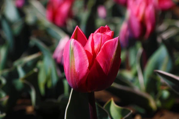 Pole tulipány červené, fialové, bílé, žluté, fialové, modré růžové barvy, spořič obrazovky nebo tapeta. Kvetoucí barevný Tulipán v zahradě jako květinové pozadí — Stock fotografie