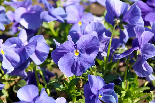 Pansy is a amazing flower and its colour combination is great. Viola tricolor var. hortensis. Viola Wittrockianna (Pansy). beautiful multi-colored flowers pansies. — Stock Photo, Image