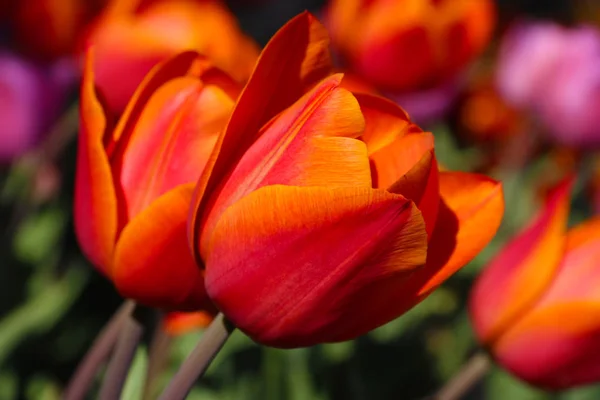 Pole tulipány červené, fialové, bílé, žluté, fialové, modré růžové barvy, spořič obrazovky nebo tapeta. Kvetoucí barevný Tulipán v zahradě jako květinové pozadí — Stock fotografie