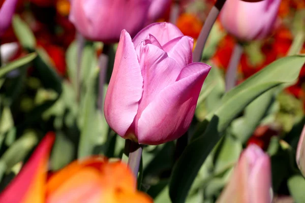 Field of tulips red, violet, white, yellow, purple, blue pink colors, screensaver or wallpaper. Blooming colorful tulip flowers in garden as floral background