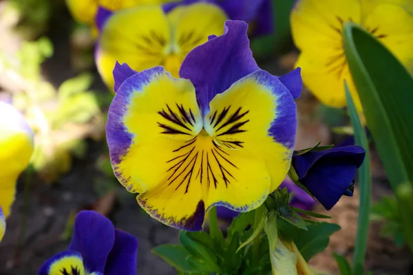 Pansy es una flor increíble y su combinación de colores es genial. Viola tricolor var. hortensis. Viola Wittrockianna (en inglés). Hermosas flores multicolores maricones . —  Fotos de Stock
