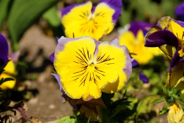 Pansy es una flor increíble y su combinación de colores es genial. Viola tricolor var. hortensis. Viola Wittrockianna (en inglés). Hermosas flores multicolores maricones . —  Fotos de Stock