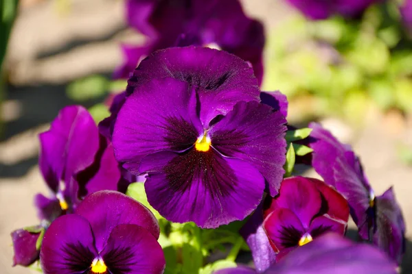 Pansy é uma flor incrível e sua combinação de cores é grande. Viola tricolor var. Hortensis. Viola Wittrockianna (em inglês). Belas flores multi-coloridas pálidas . — Fotografia de Stock