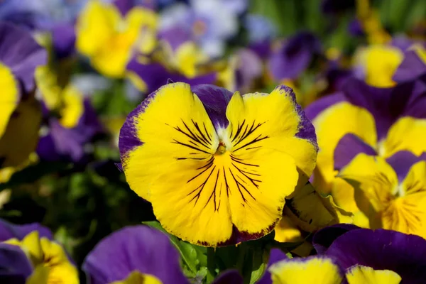 Il pansy è un fiore stupefacente e la relativa combinazione di colore è grande. Viola tricolor var. Hortensis. Viola Wittrockianna (Pansy). Bellissimi fiori multicolori margherite . — Foto Stock