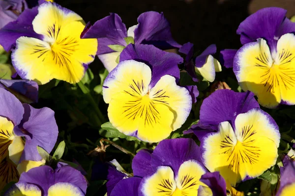 Pansy es una flor increíble y su combinación de colores es genial. Viola tricolor var. hortensis. Viola Wittrockianna (en inglés). Hermosas flores multicolores maricones . —  Fotos de Stock