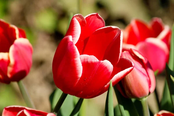 Pole tulipány červené, fialové, bílé, žluté, fialové, modré růžové barvy, spořič obrazovky nebo tapeta. Kvetoucí barevný Tulipán v zahradě jako květinové pozadí — Stock fotografie