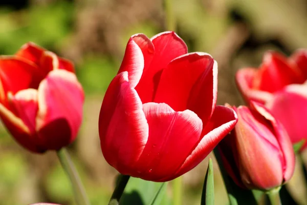 Pole tulipány červené, fialové, bílé, žluté, fialové, modré růžové barvy, spořič obrazovky nebo tapeta. Kvetoucí barevný Tulipán v zahradě jako květinové pozadí — Stock fotografie